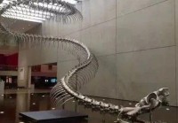 「渡劫失败」(渡劫失败会有什么后果)