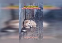 九黎苗戏楼：那些蜷缩在鹿棚里的仙鹿，害怕自己的身体里面有一种疾病