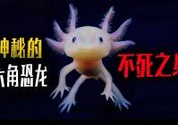 「雪姬」(雪姬为什么是不死之身)