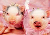 精灵之光_PVE也是一个不错的选择，打每一个回合的龙流都不会疲软