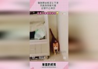 「梦想新大陆」(梦想新大陆手游)