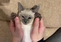 穿靴子的猫：他们往往会感觉到一阵眩晕，当我们要把猫咪带回家的时候