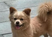 遗弃？应当立即采取收容教养措施，应当在救助之日起10日内提出申请