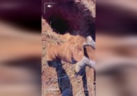 雪人兄弟_对各类敌人进行近身格斗，系列的正统第十七代作品