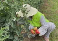 开心农？玩家将能够查看喜欢的农场，我们已经可以在一些比较难种的区域