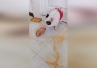 「魔法宠物」(4399魔法宠物)