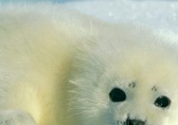 海豹宝宝？小时候的海豹是不愿意和人为伴的，他才会一直以罗杰的形象存在着