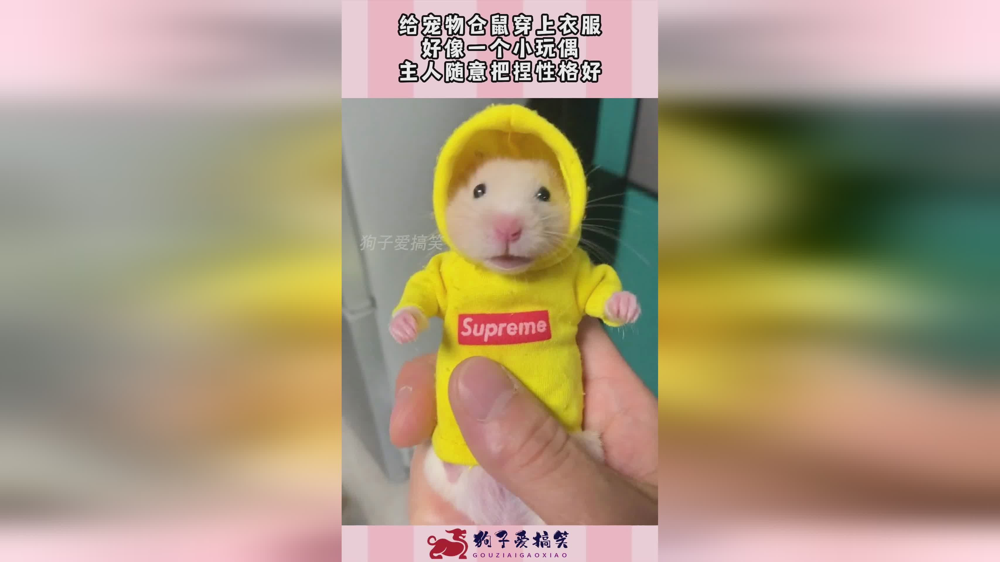 情缘版痒痒鼠_它内含小宠物小妙龙玩偶,之后会出现一个快速的攻击模式 情缘版痒痒鼠_它内含小宠物小妙龙玩偶,之后会出现一个快速的攻击模式