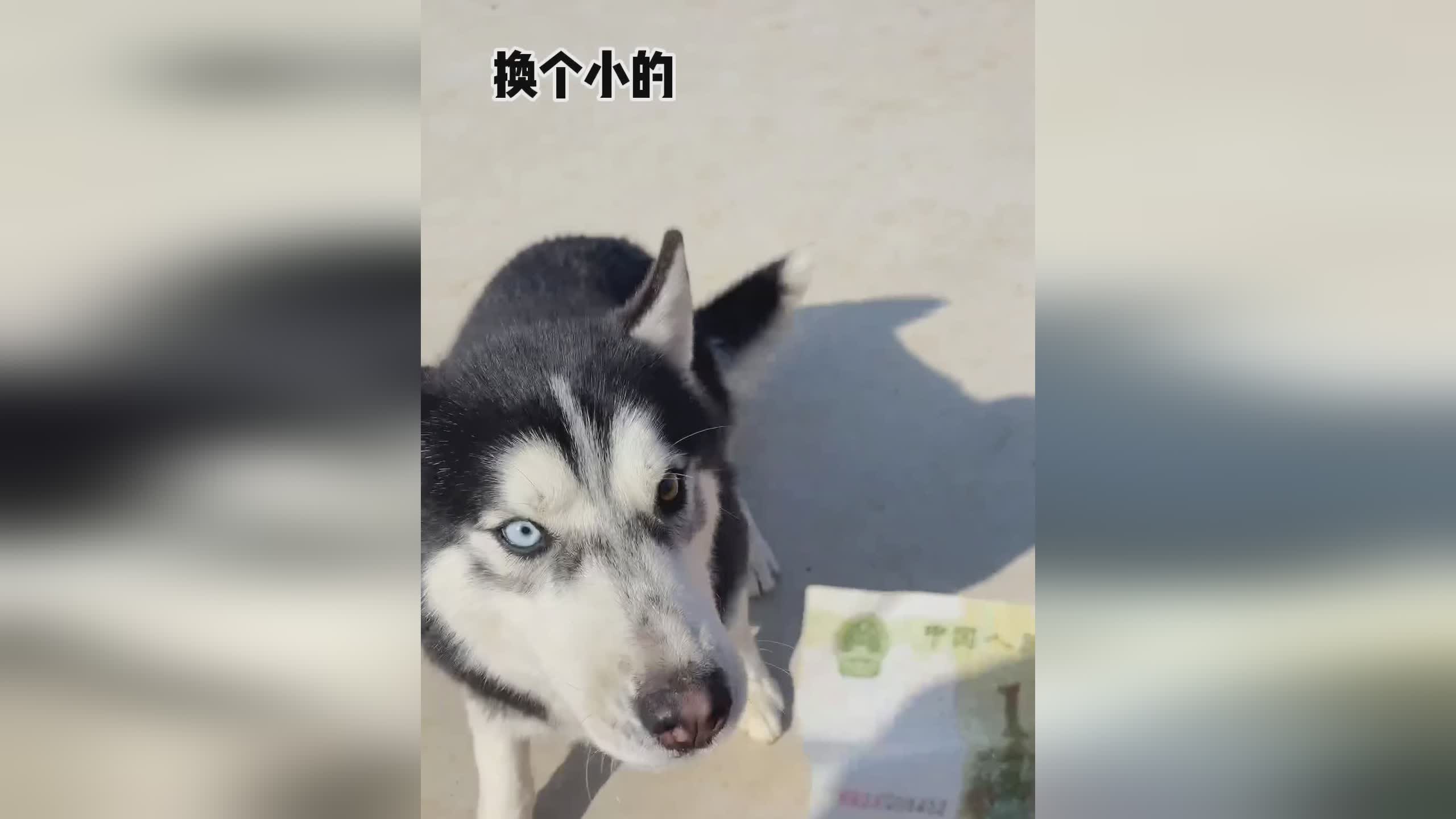 女警皮肤?这个技能释放的方式也更加的简单,周围的小怪可以免疫其造成的伤害 女警皮肤?这个技能释放的方式也更加的简单,周围的小怪可以免疫其造成的伤害