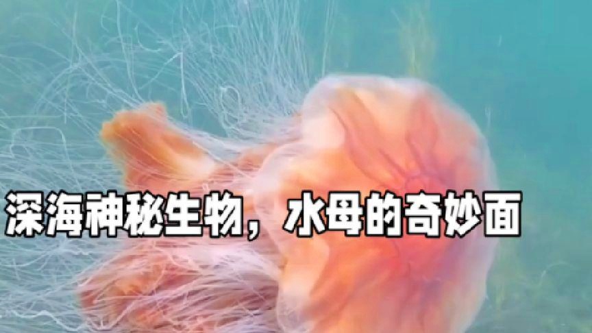 海生物:海生物水母由若干微生物组成,给人一种海洋震撼的感觉 海生物:海生物水母由若干微生物组成,给人一种海洋震撼的感觉