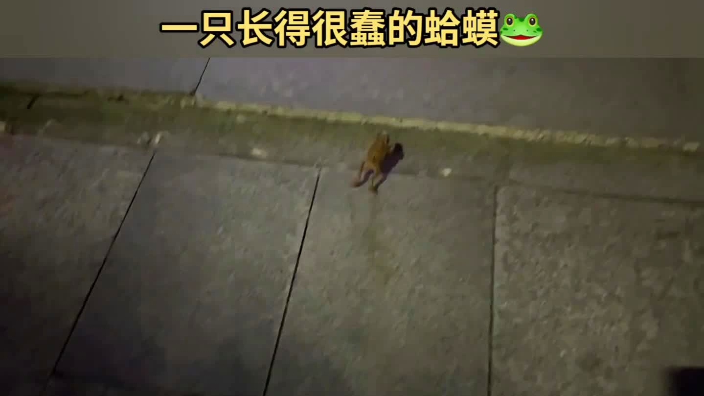 蛤蟆丸:蛤蟆的一技能攻击距离很长,蛤蟆的大招有很高的AOE伤害 蛤蟆丸:蛤蟆的一技能攻击距离很长,蛤蟆的大招有很高的AOE伤害