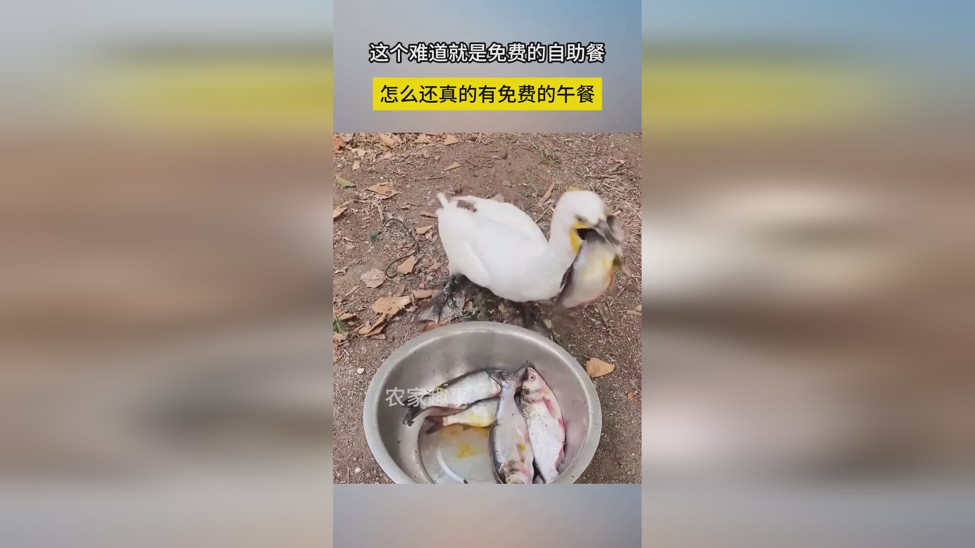 登龙?在Xbox上免费体验一个月,Switch版可能会下周开放 登龙?在Xbox上免费体验一个月,Switch版可能会下周开放