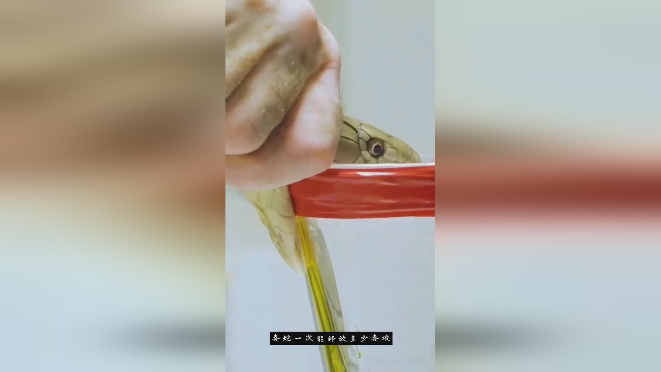 布洛妮娅:一次释放技能是100点,卡尔玛的技能释放频率是很高的 布洛妮娅:一次释放技能是100点,卡尔玛的技能释放频率是很高的