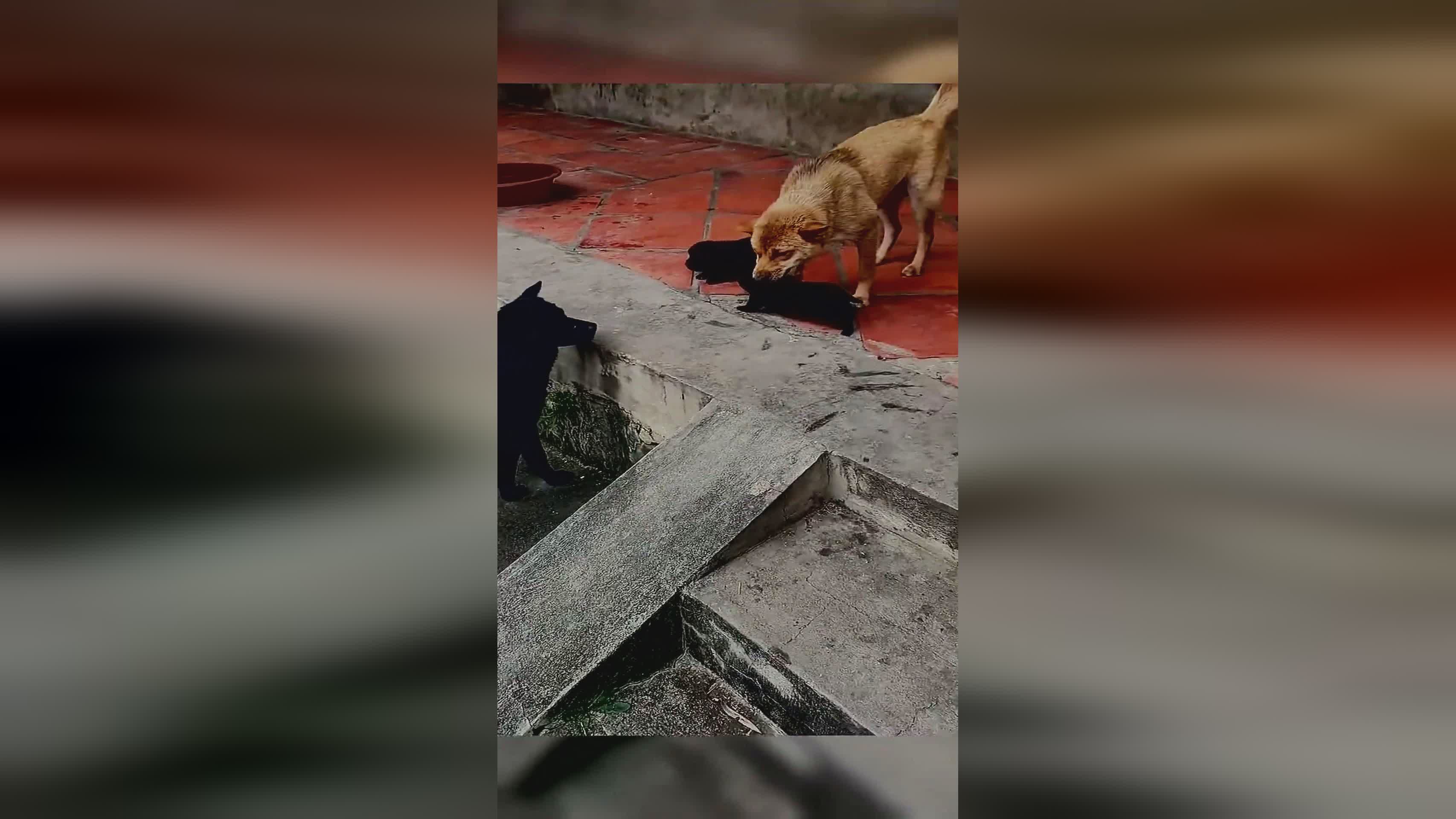 fgo黑贞德?黑贞是被认为能够威胁到贞德的存在 fgo黑贞德?黑贞是被认为能够威胁到贞德的存在