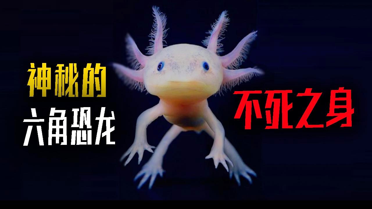 「雪姬」(雪姬为什么是不死之身) 「雪姬」(雪姬为什么是不死之身)