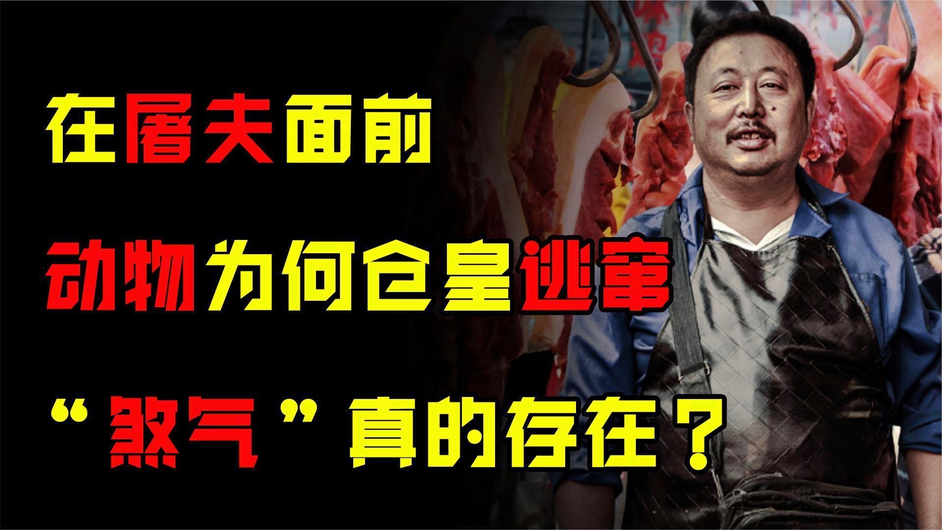 「杀生院」(杀生院为什么是公交车)