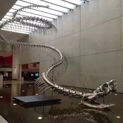 「渡劫失败」(渡劫失败会有什么后果)