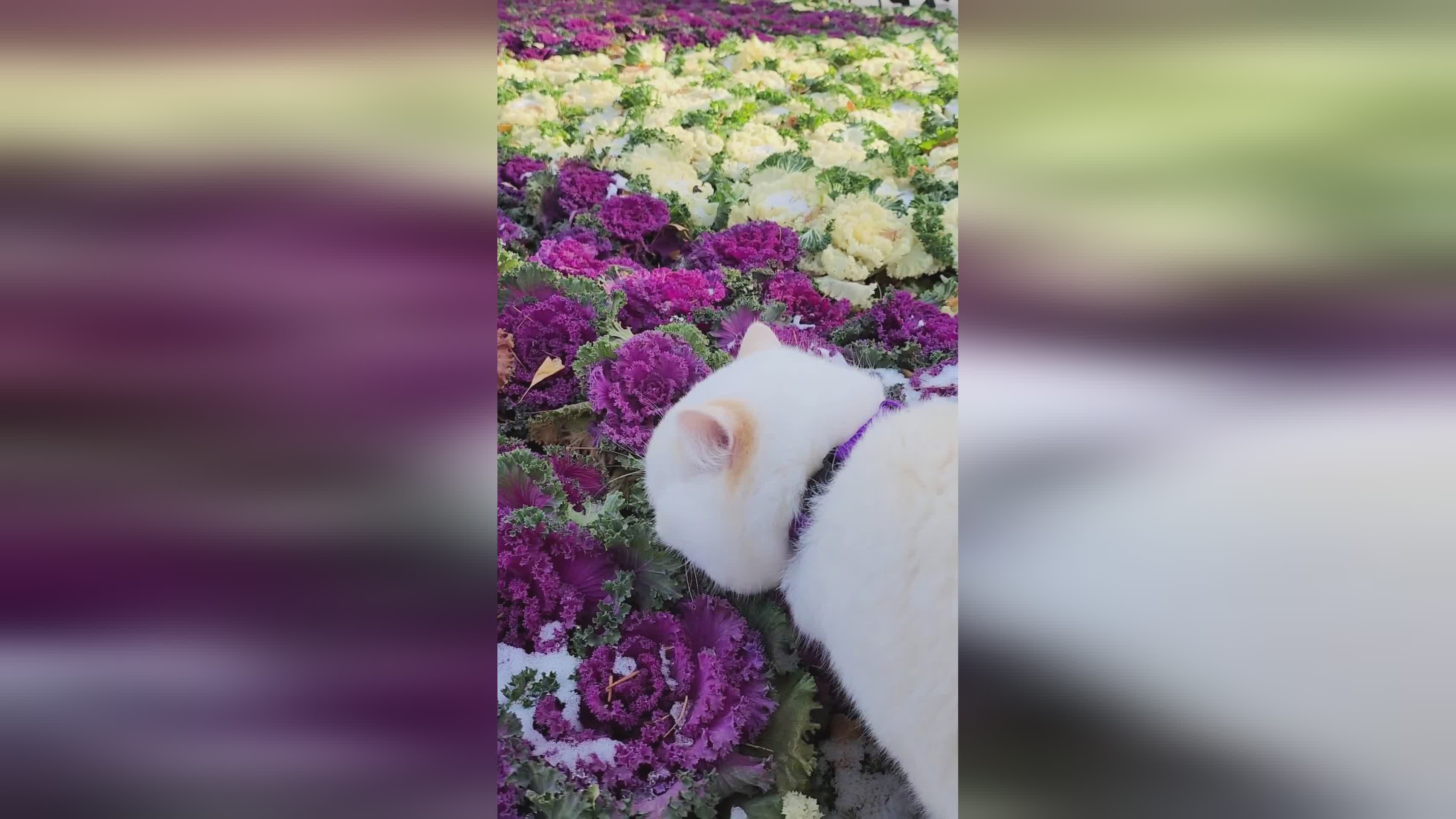 「丢丢」(丢丢是什么品种的猫)