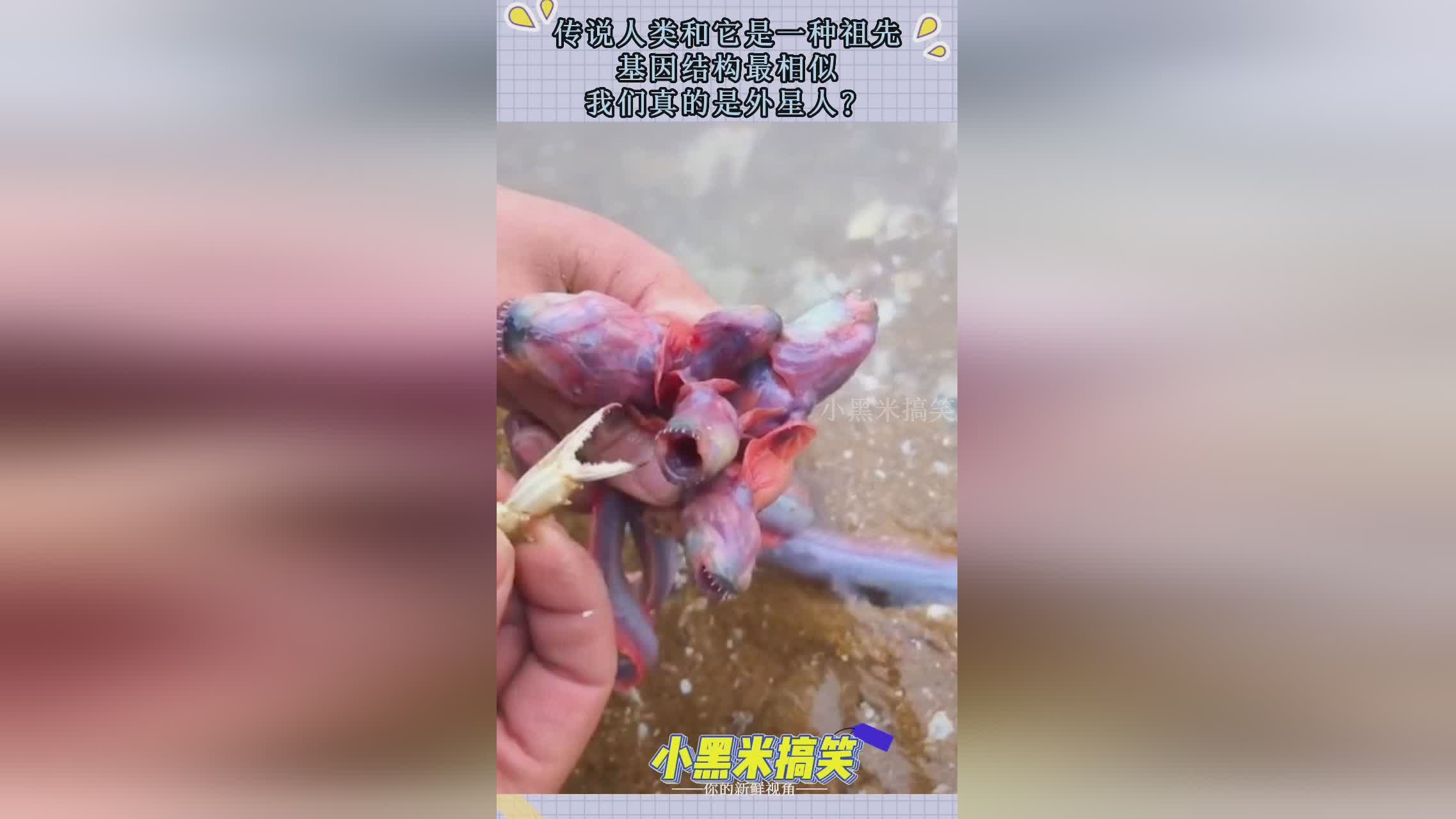 种植_我们牙齿的牙釉质分为上下牙结构,上颌骨只吸收了其中一种 种植_我们牙齿的牙釉质分为上下牙结构,上颌骨只吸收了其中一种