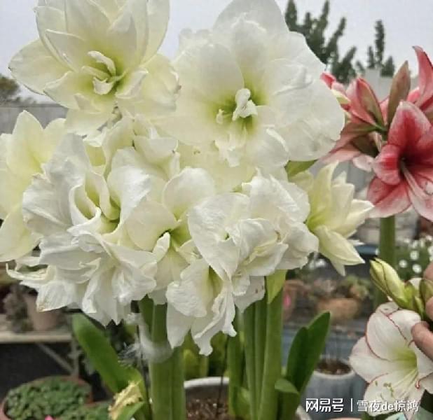 恩菲:红圈内的精英怪血量非常高,需要玩家有一定的预判能力 恩菲:红圈内的精英怪血量非常高,需要玩家有一定的预判能力