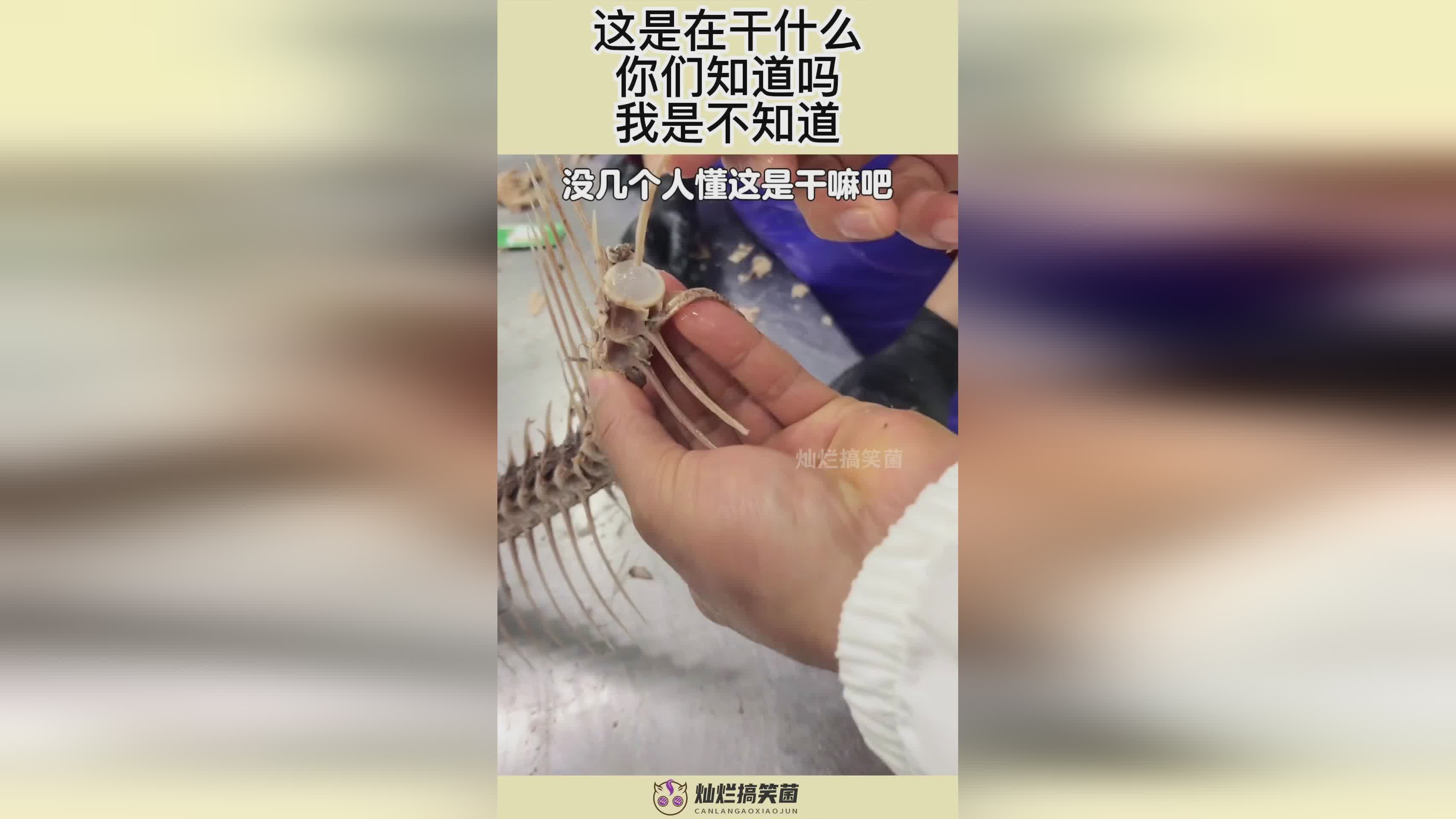 狂野之刃？我不知道这些物品是干什么用的，为什么他们会被做成雕像呢