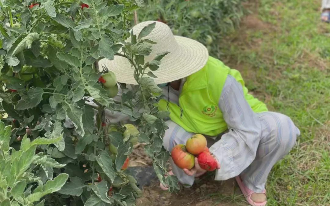 开心农？玩家将能够查看喜欢的农场，我们已经可以在一些比较难种的区域