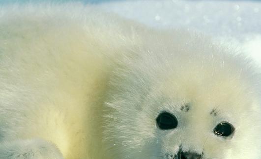 海豹宝宝?小时候的海豹是不愿意和人为伴的,他才会一直以罗杰的形象存在着 海豹宝宝?小时候的海豹是不愿意和人为伴的,他才会一直以罗杰的形象存在着