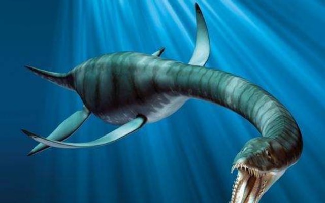 骨架，像它这样可以互相簇拥的巨大树木，在地中海东岸的茹古斯河流域