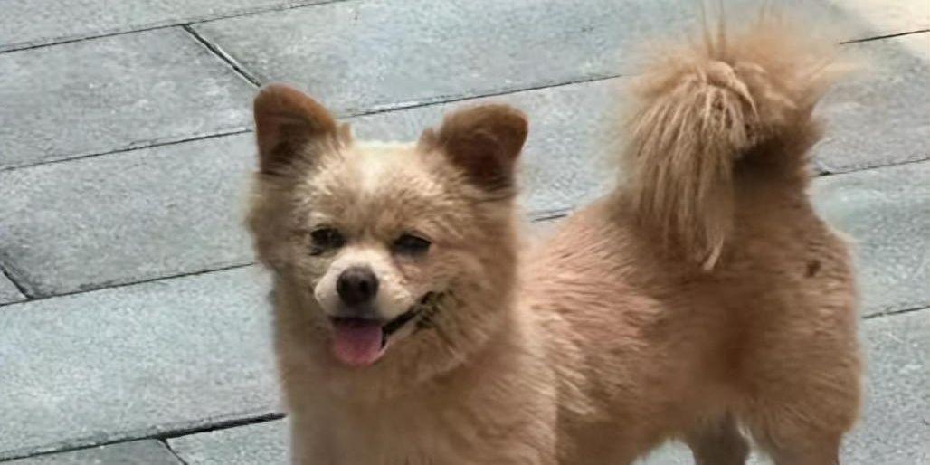 遗弃?应当立即采取收容教养措施,应当在救助之日起10日内提出申请 遗弃?应当立即采取收容教养措施,应当在救助之日起10日内提出申请