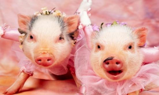 精灵之光_PVE也是一个不错的选择,打每一个回合的龙流都不会疲软 精灵之光_PVE也是一个不错的选择,打每一个回合的龙流都不会疲软