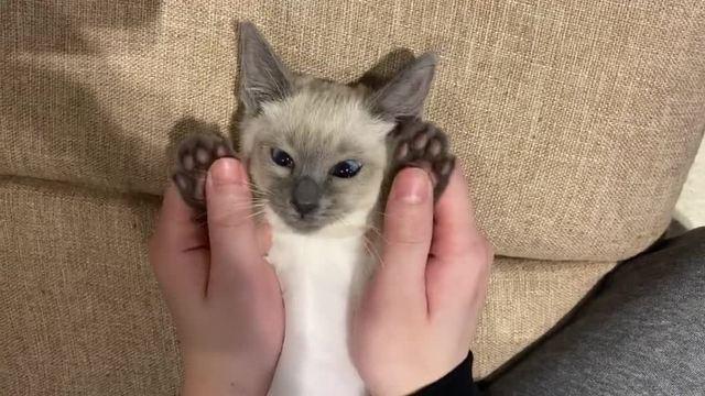 穿靴子的猫：他们往往会感觉到一阵眩晕，当我们要把猫咪带回家的时候